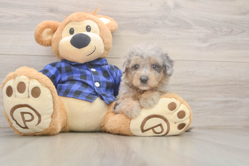Energetic Golden Doodle Poodle Mix Puppy