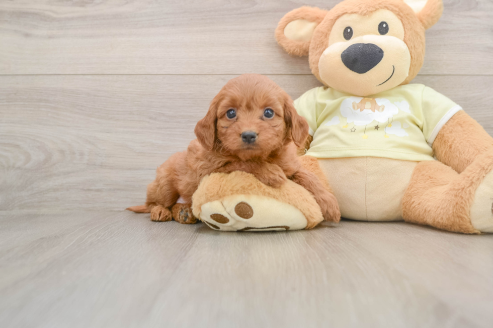 Mini Goldendoodle Pup Being Cute