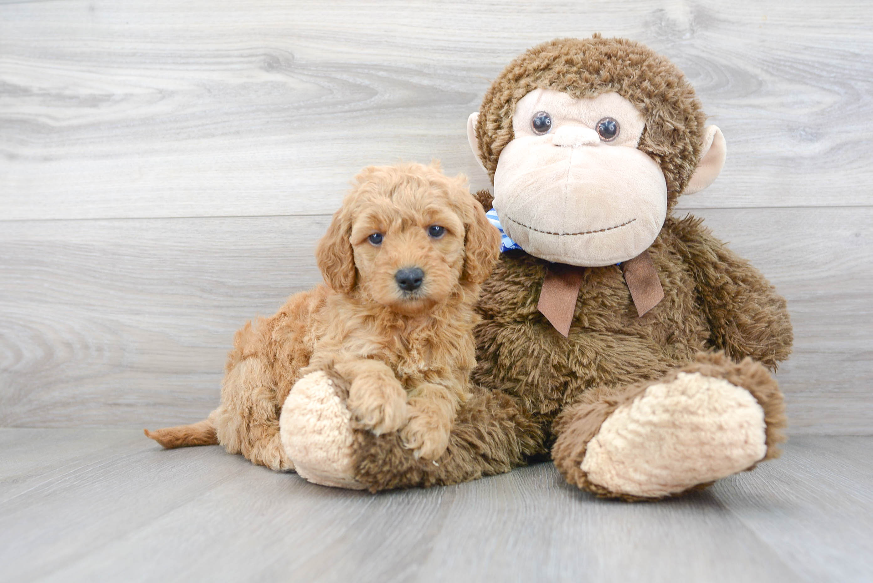 Mini Goldendoodle Pup Being Cute