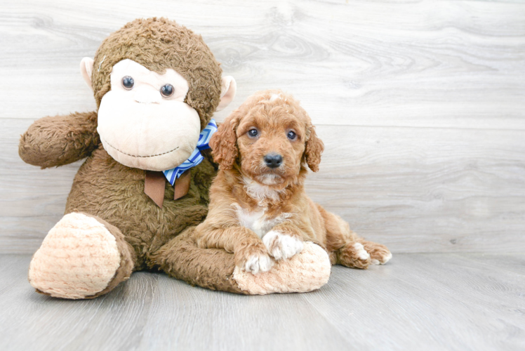 Mini Goldendoodle Puppy for Adoption