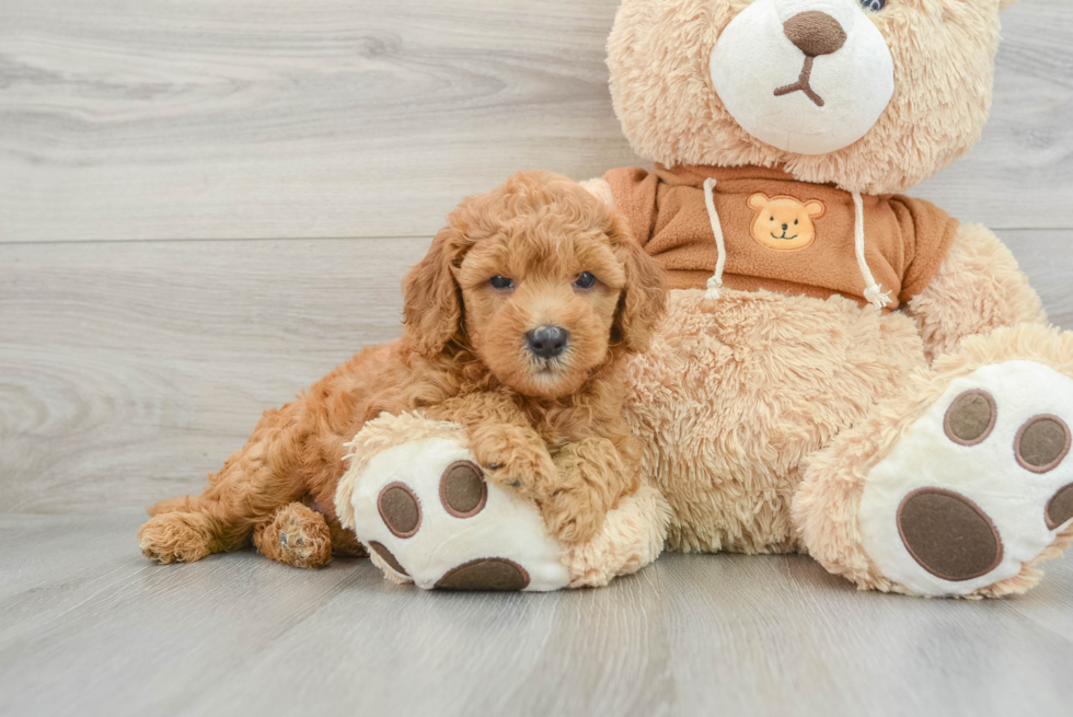 Mini Goldendoodle Pup Being Cute