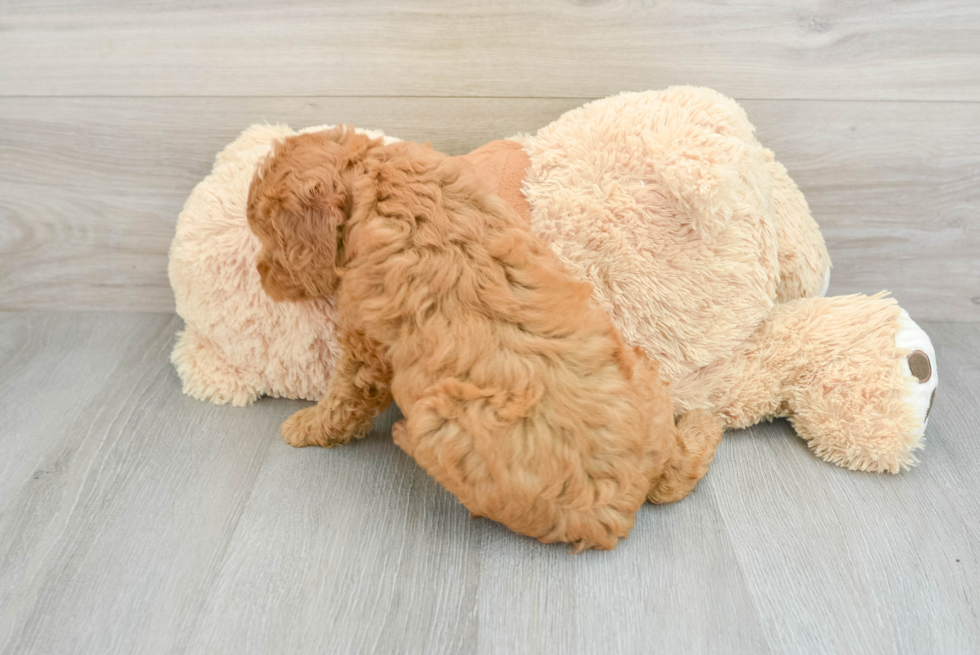 Mini Goldendoodle Pup Being Cute