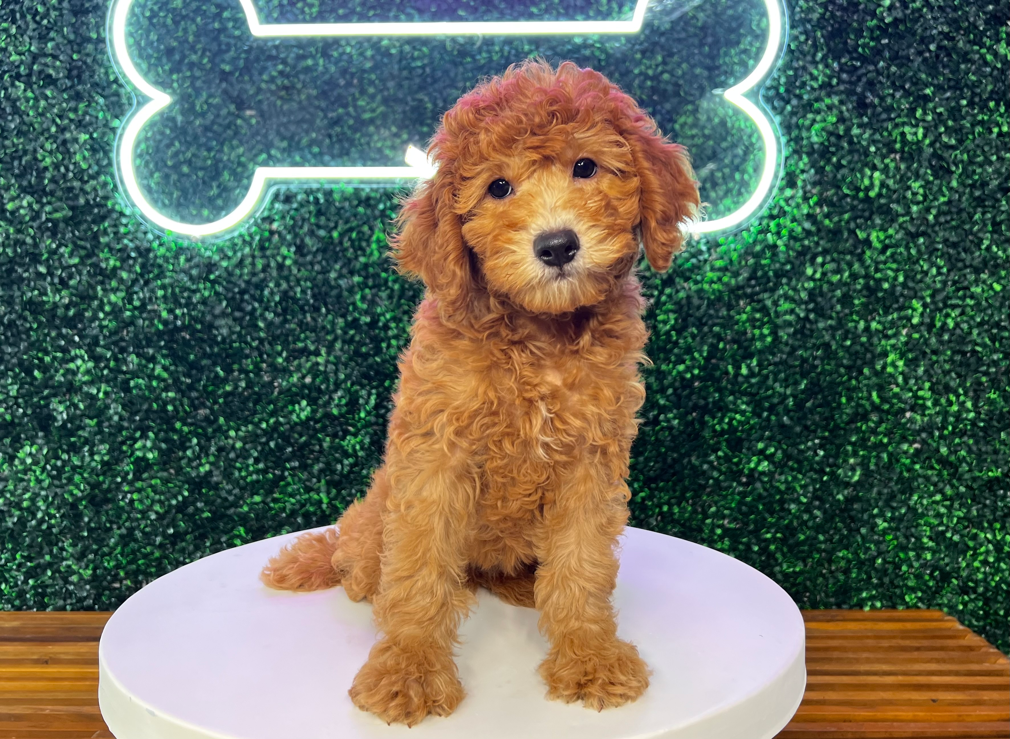 Cute Mini Goldendoodle Baby