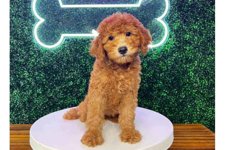 Cute Mini Goldendoodle Baby