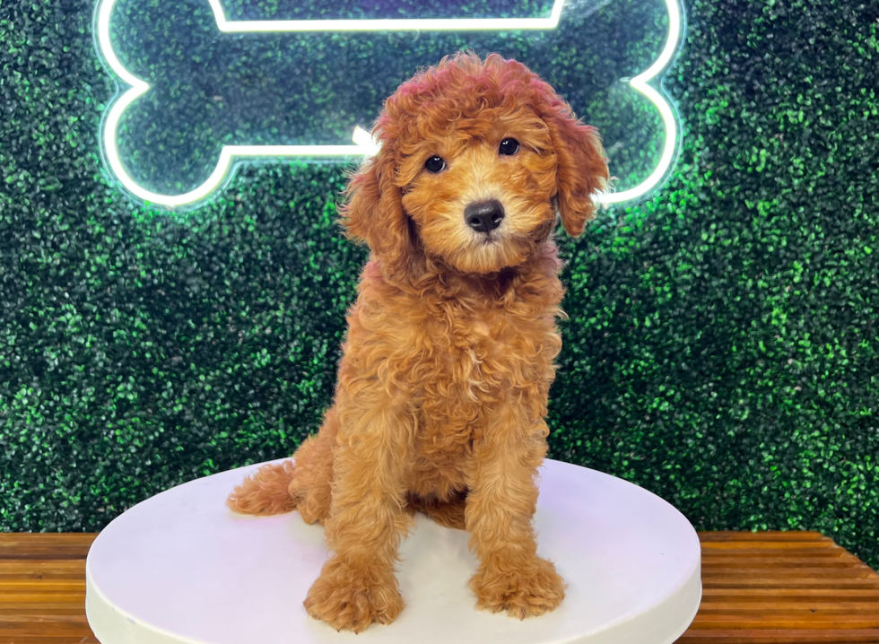 Cute Mini Goldendoodle Baby