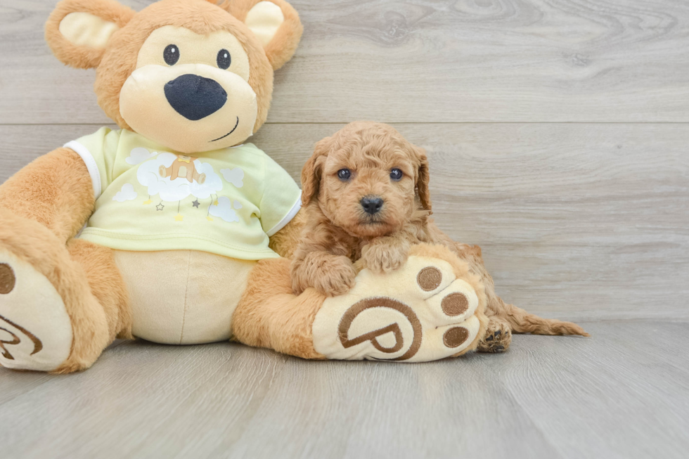 Mini Goldendoodle Puppy for Adoption