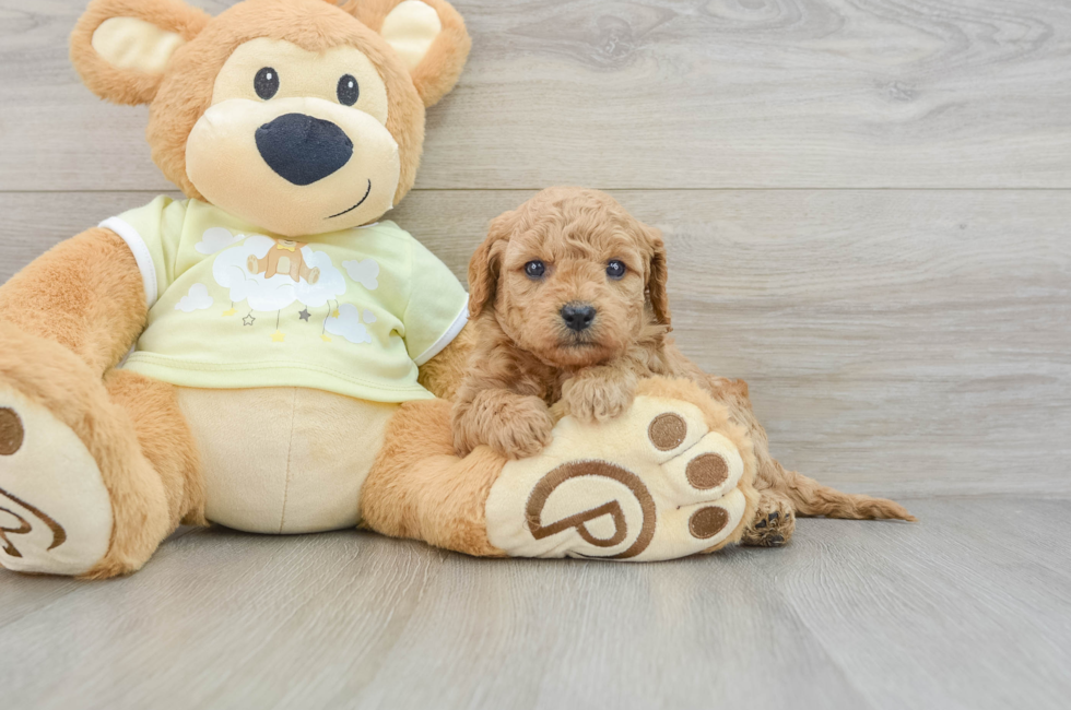 6 week old Mini Goldendoodle Puppy For Sale - Puppy Love PR