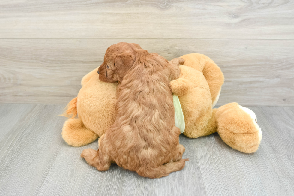 Funny Mini Goldendoodle Poodle Mix Pup