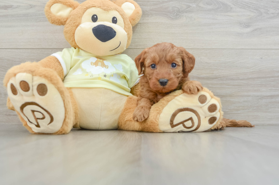 6 week old Mini Goldendoodle Puppy For Sale - Puppy Love PR