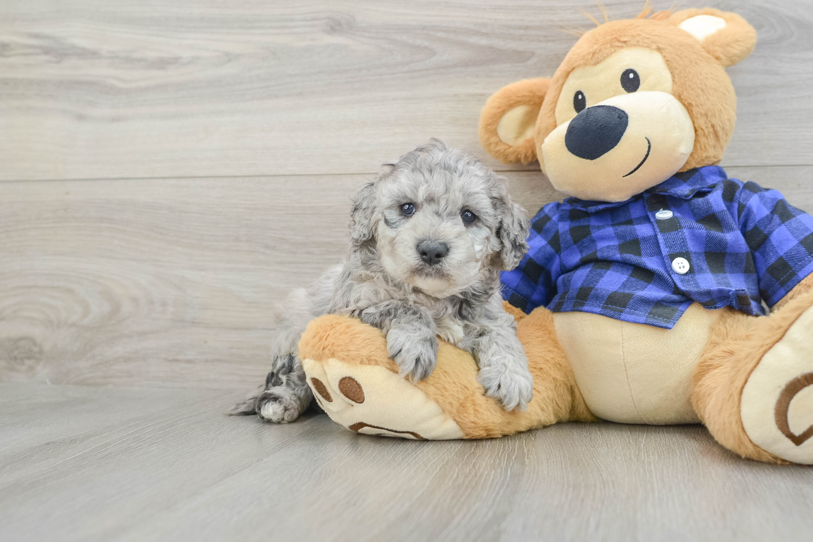 Mini Goldendoodle Pup Being Cute