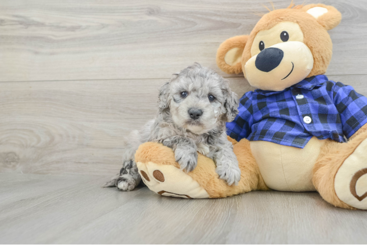 Mini Goldendoodle Pup Being Cute
