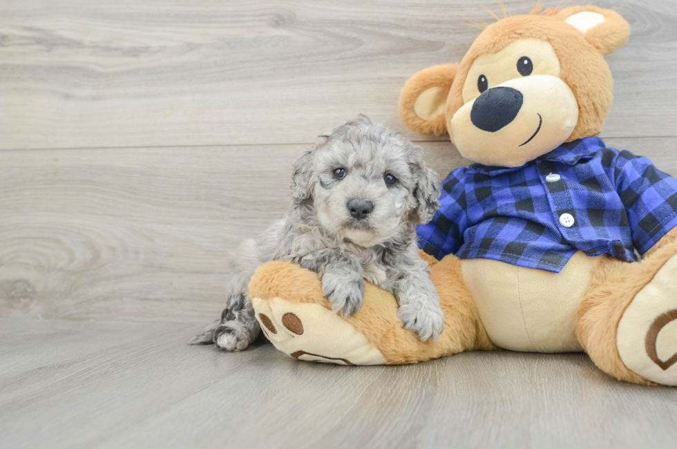 6 week old Mini Goldendoodle Puppy For Sale - Puppy Love PR