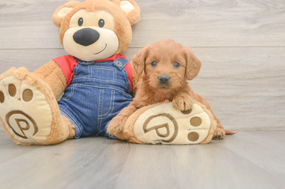 5 week old Mini Goldendoodle Puppy For Sale - Puppy Love PR