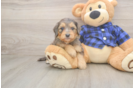 Sweet Mini Goldendoodle Baby