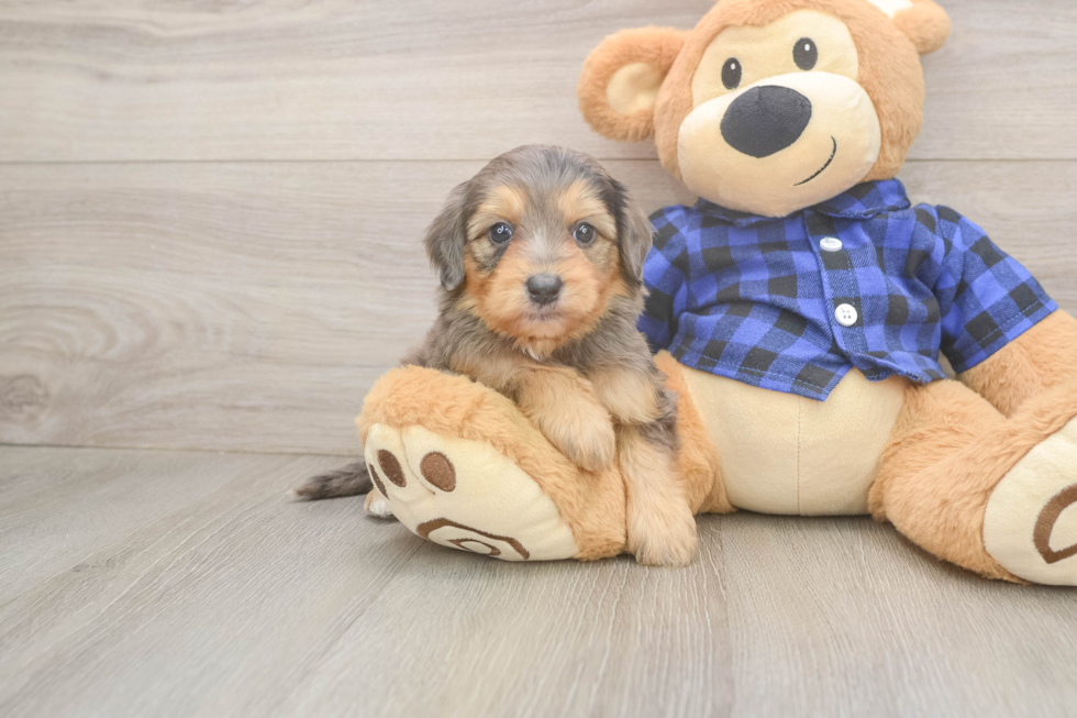 Sweet Mini Goldendoodle Baby