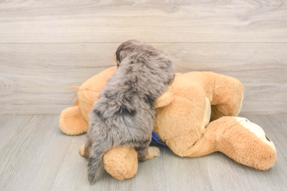 Best Mini Goldendoodle Baby