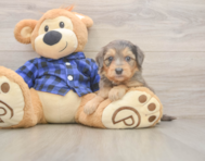 7 week old Mini Goldendoodle Puppy For Sale - Puppy Love PR