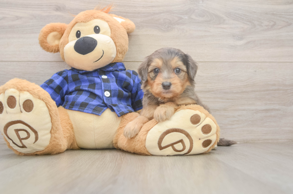 5 week old Mini Goldendoodle Puppy For Sale - Puppy Love PR