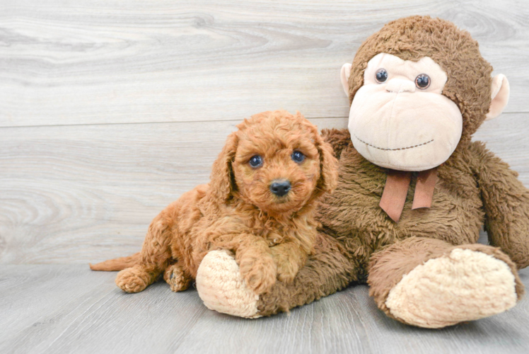 Meet Savannah - our Mini Goldendoodle Puppy Photo 1/3 - Puppy Love PR Mini Goldendoodle Puppy for Adoption