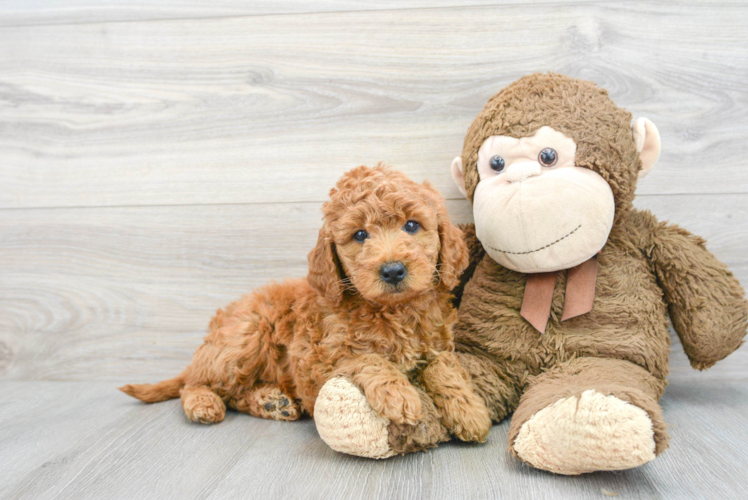 Meet Savannah - our Mini Goldendoodle Puppy Photo 1/3 - Puppy Love PR Mini Goldendoodle Pup Being Cute