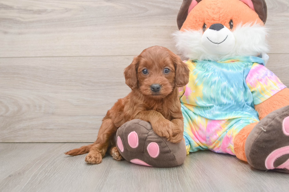 6 week old Mini Goldendoodle Puppy For Sale - Puppy Love PR