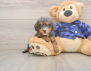 7 week old Mini Goldendoodle Puppy For Sale - Puppy Love PR