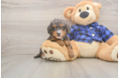 Best Mini Goldendoodle Baby