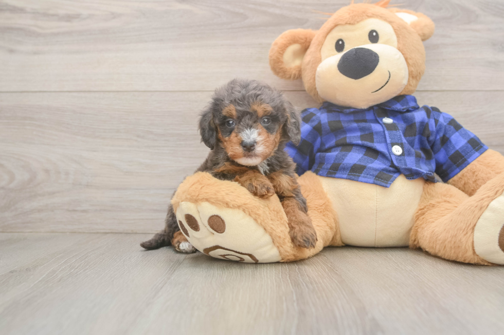 Best Mini Goldendoodle Baby