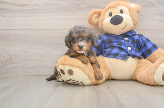 Best Mini Goldendoodle Baby