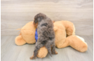 Energetic Golden Doodle Poodle Mix Puppy