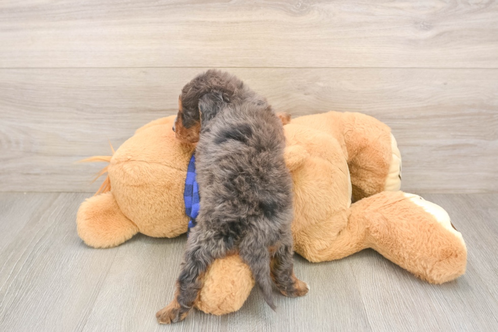 Energetic Golden Doodle Poodle Mix Puppy