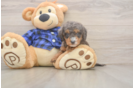Mini Goldendoodle Pup Being Cute