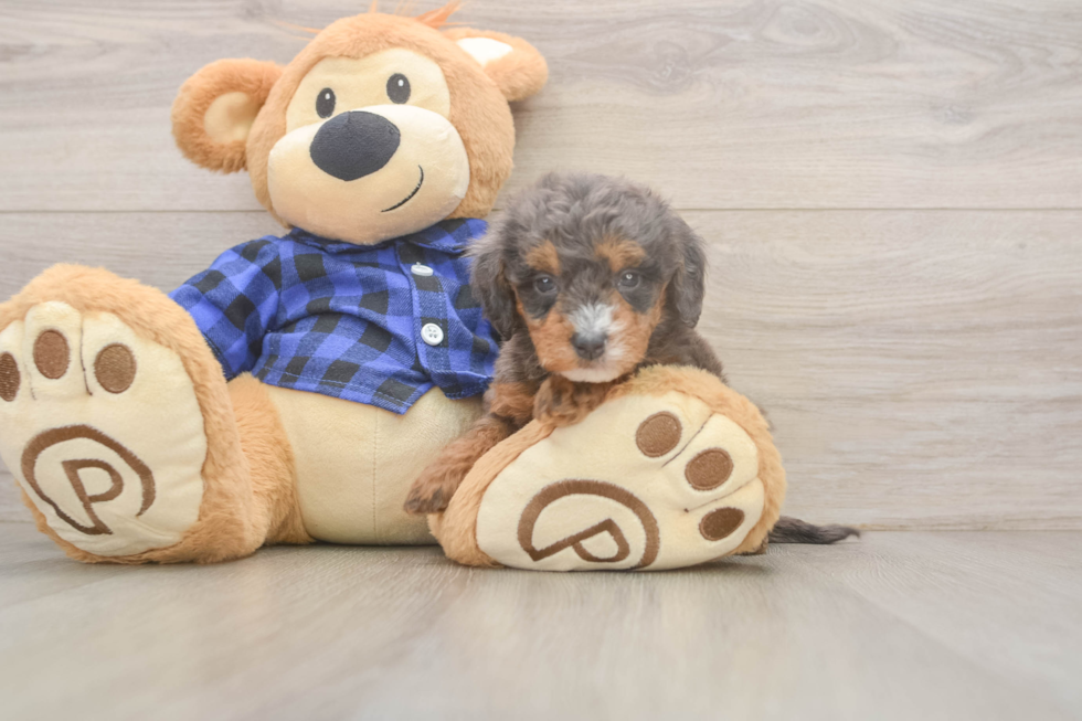 Mini Goldendoodle Pup Being Cute