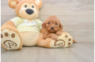 Playful Mini Groodle Poodle Mix Puppy