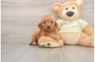 Friendly Mini Goldendoodle Baby