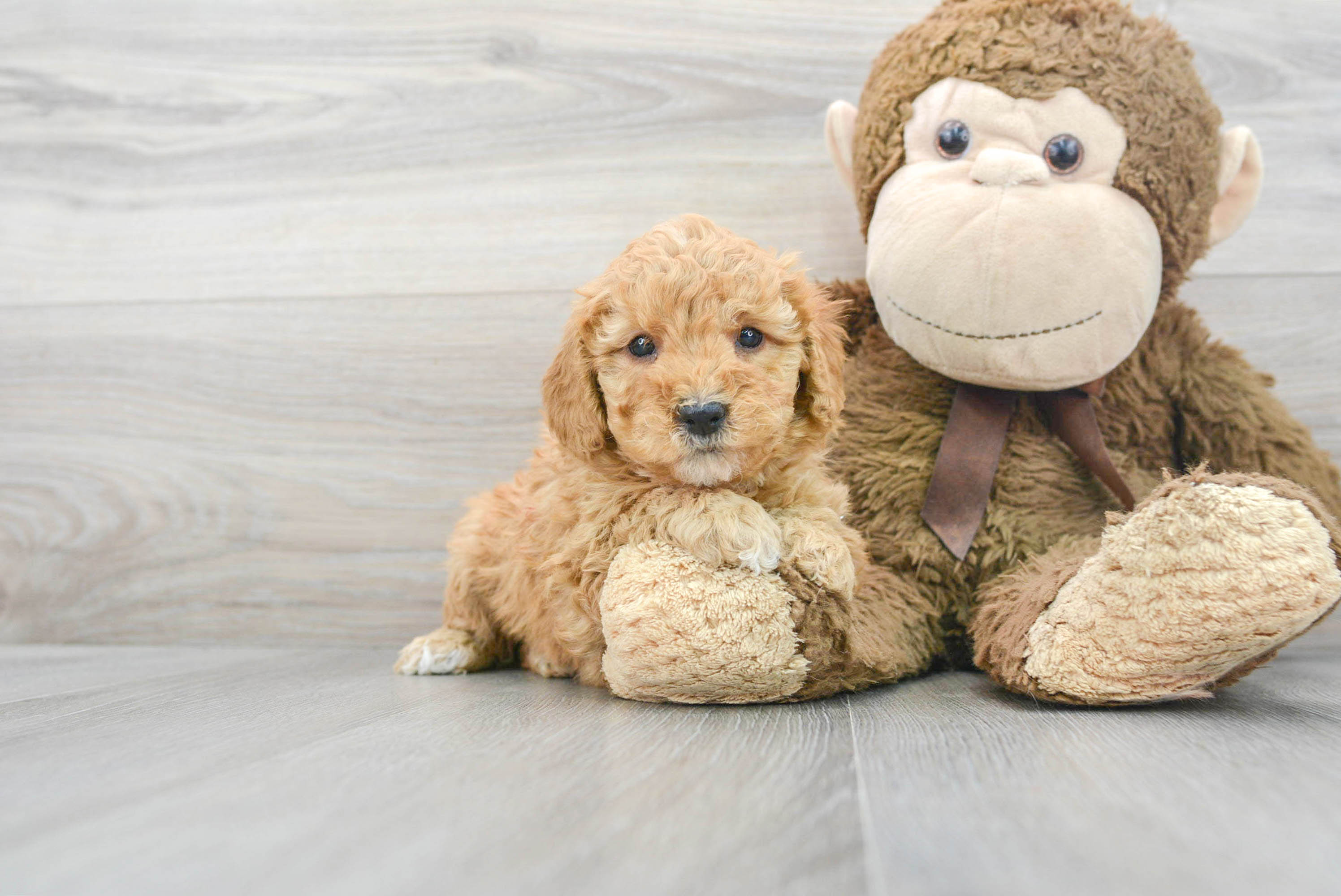 Best Mini Goldendoodle Baby