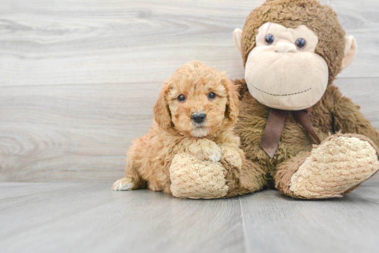 Meet Savannah - our Mini Goldendoodle Puppy Photo 1/3 - Puppy Love PR Best Mini Goldendoodle Baby