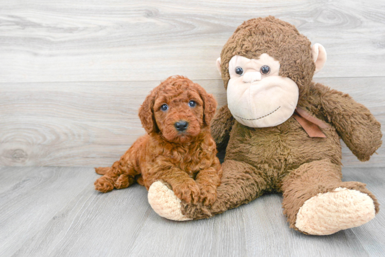 Mini Goldendoodle Pup Being Cute