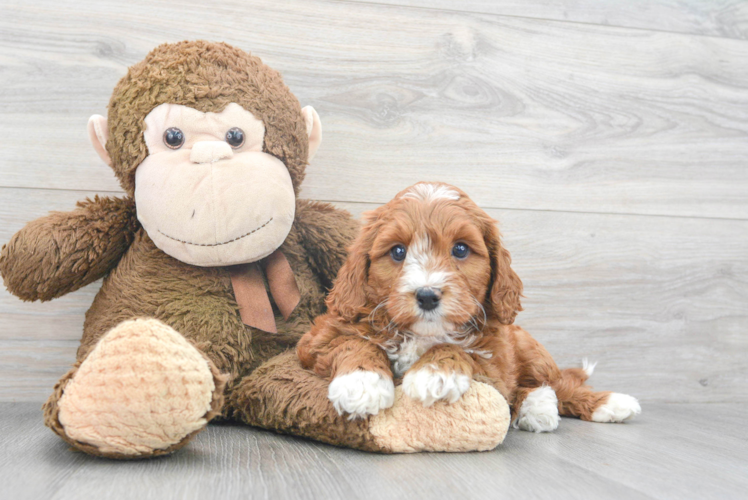 Mini Goldendoodle Pup Being Cute