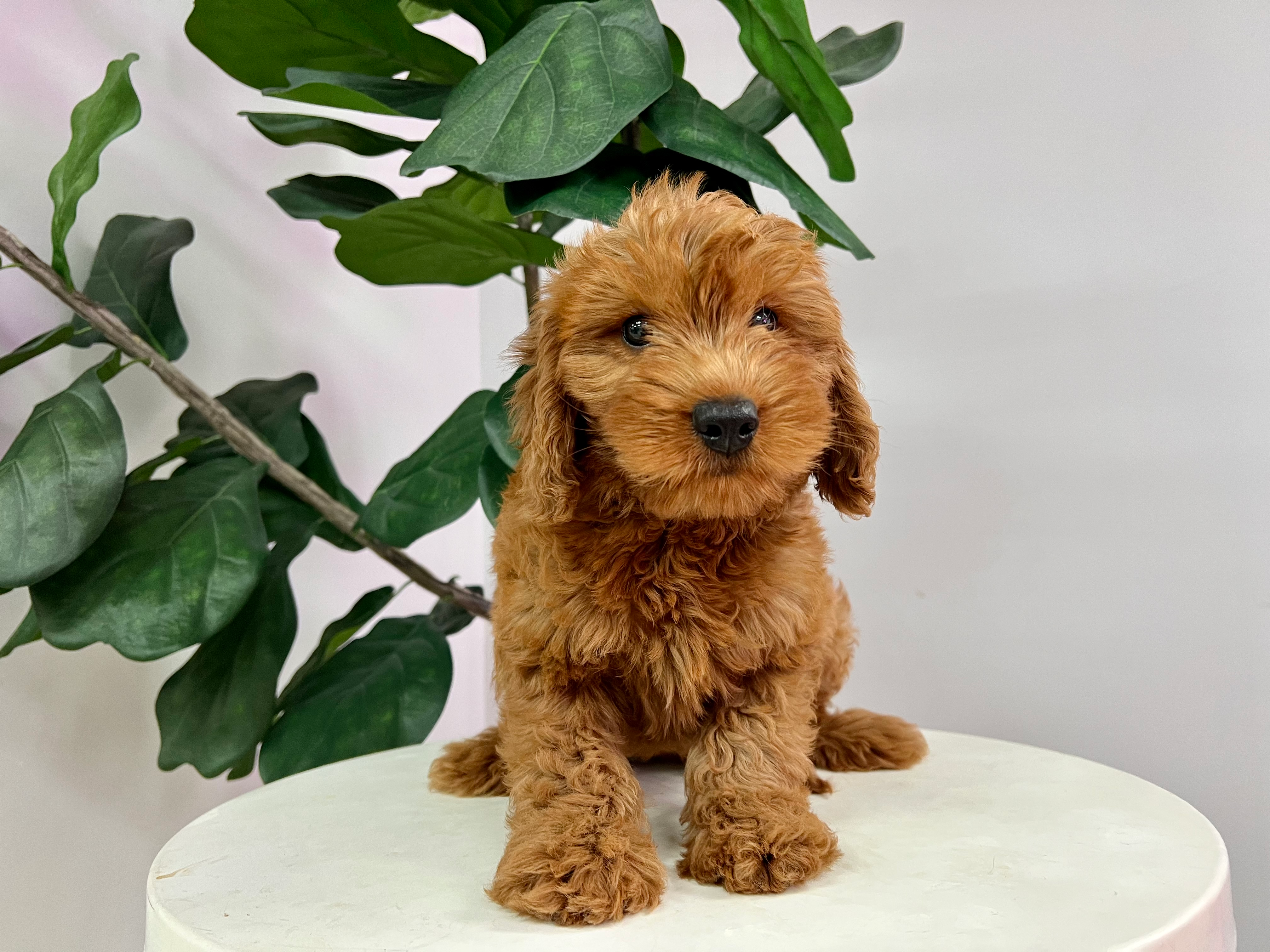 Cute Mini Goldendoodle Poodle Mix Pup