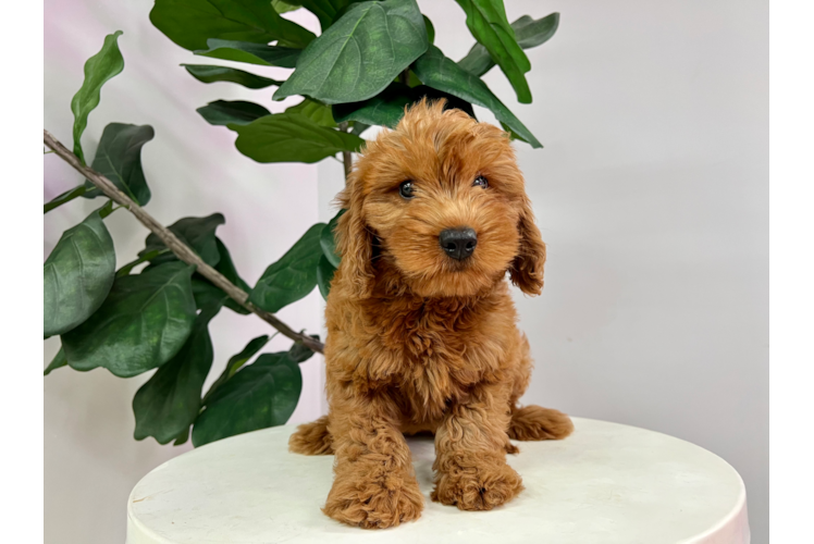 Cute Mini Goldendoodle Poodle Mix Pup