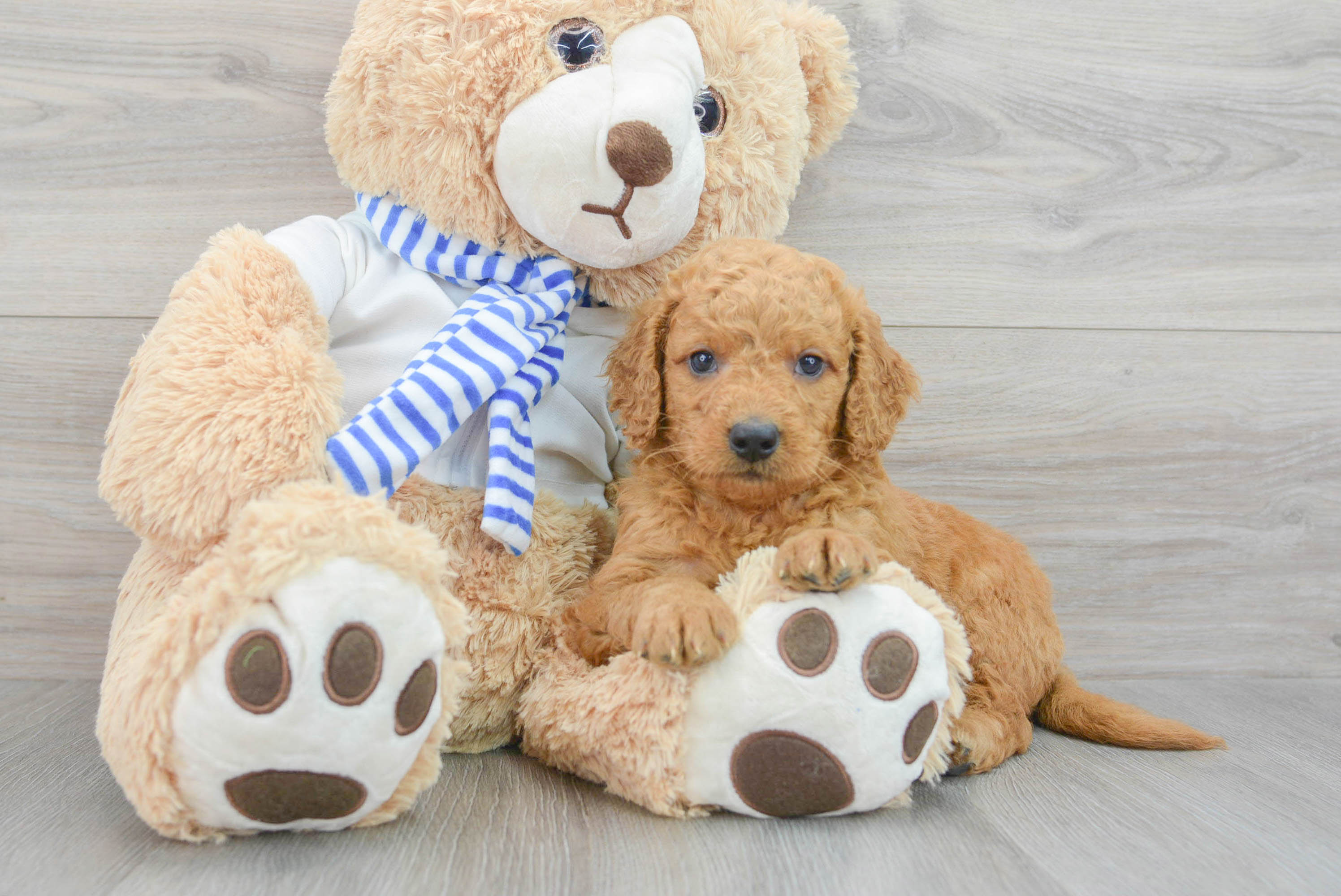 Fluffy Mini Goldendoodle Poodle Mix Pup