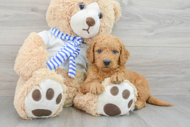 Meet Sawyer - our Mini Goldendoodle Puppy Photo 1/3 - Puppy Love PR Fluffy Mini Goldendoodle Poodle Mix Pup