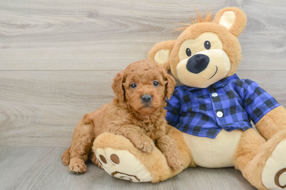 Happy Mini Goldendoodle Baby