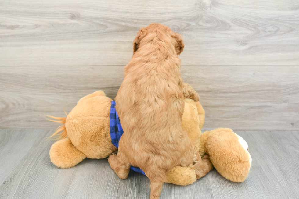 Smart Mini Goldendoodle Poodle Mix Pup