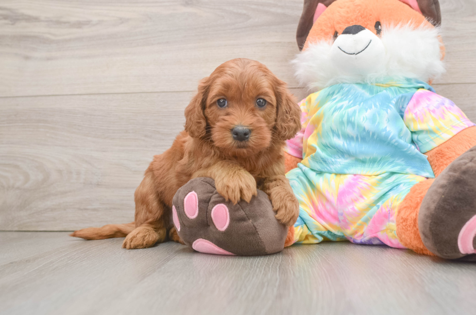 6 week old Mini Goldendoodle Puppy For Sale - Puppy Love PR