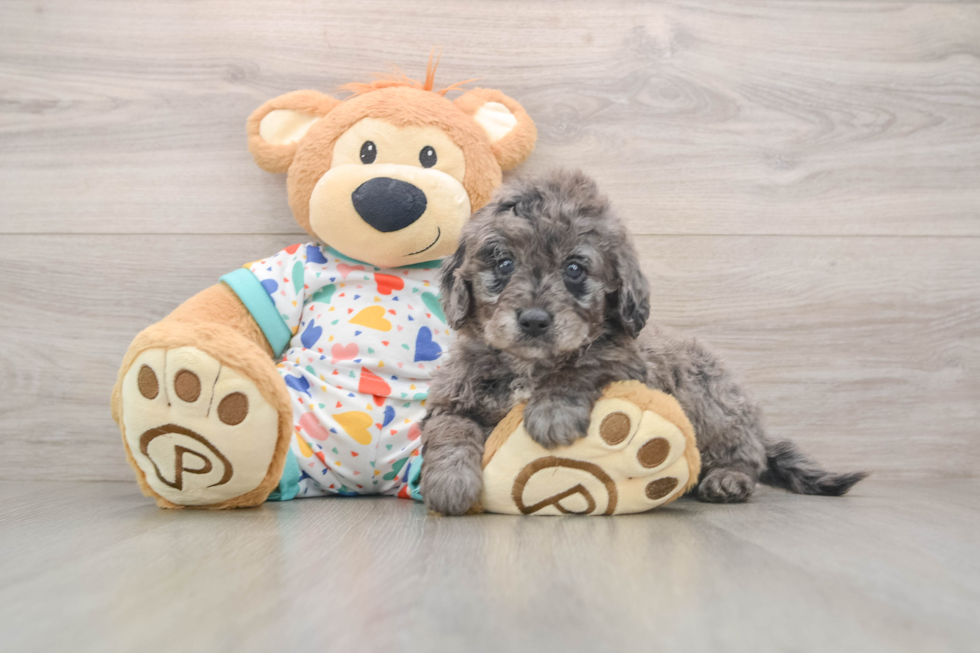 Mini Goldendoodle Pup Being Cute