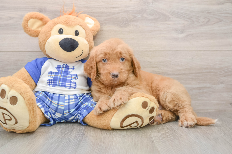 Mini Goldendoodle Pup Being Cute