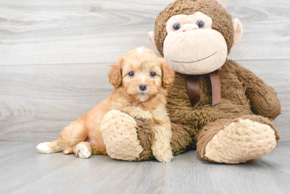 Cute Golden Retriever Poodle Mix Puppy