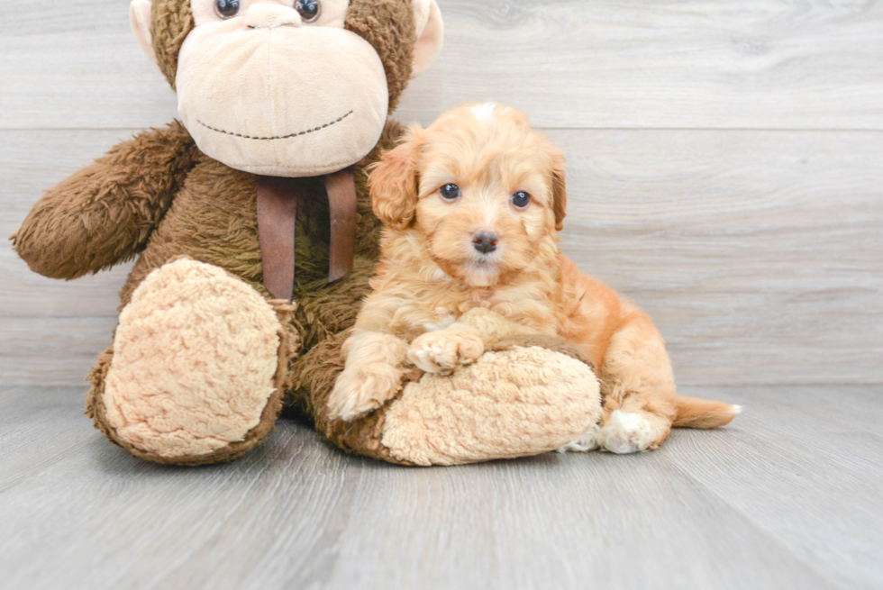 Cute Mini Goldendoodle Poodle Mix Pup